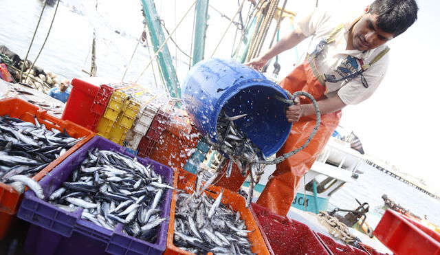 La segunda temporada de pesca de la anchoveta se reinicia el 7 de enero
