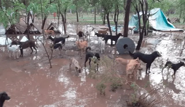 Fuerte tormenta arrasa con refugio de animales y mueren más de 10 perros [VIDEO]