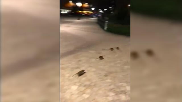 Ratones invaden París tras fuertes lluvias y desborde del río Sena [VIDEO]