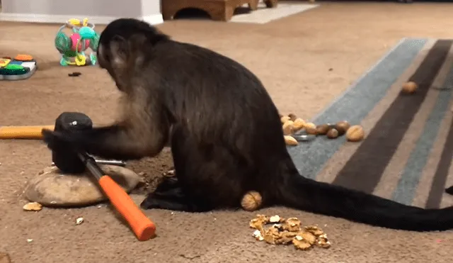 Facebook viral: conoce al mono más inteligente del mundo, el cual asombró a miles [VIDEO]