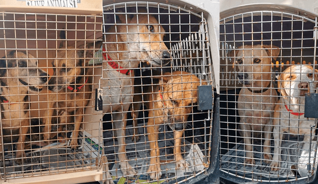 Alrededor de 200 perros mexicanos son adoptados en Canadá. (FOTO: Facebook)