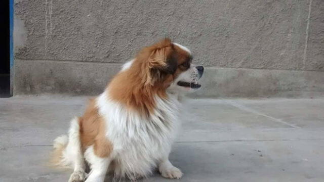 Santa Anita: ofrecen recompensa por mascota que lleva 13 días desaparecida