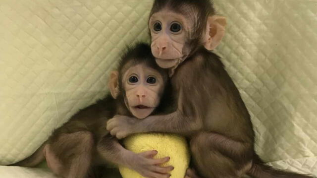 Nacen monos clonados con la técnica de “Dolly”