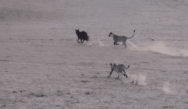 En YouTube, hiena queda atrapada entre leones y pasa lo insólito