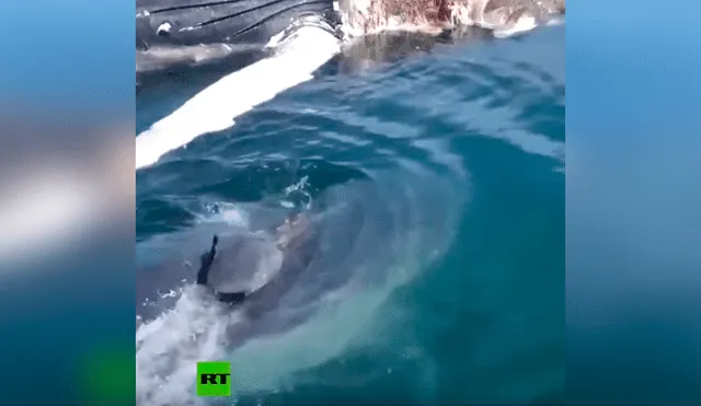 Intenta retirar a ballena muerta del mar y es atacado por hambrientos tiburones [VIDEO] 