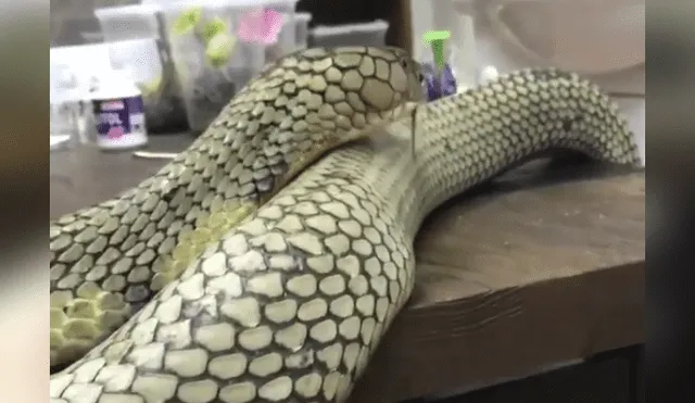 El video viral de Facebook muestra el momento en que una mujer quedó a pocos centímetros de una peligrosa serpiente.
