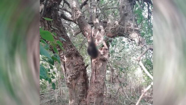 Hallan cabeza descompuesta colgada de un árbol junto con cadáver descuartizado [FOTOS]