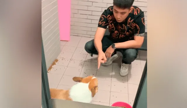 YouTube viral: perro travieso ensucia toda su casa y su reacción al ser descubierto genera risas en miles