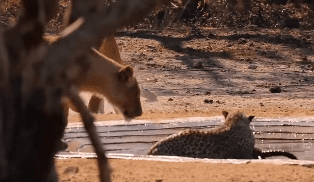 Leopardo come su presa, sin sospechar que leonas lo atacarían para robársela [VIDEO]