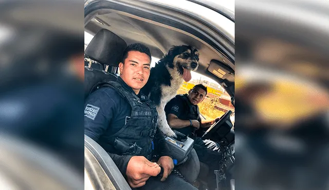 Desliza las imágenes hacia la izquierda para observar las labores de un perro que fue acogido por un grupo de policías.