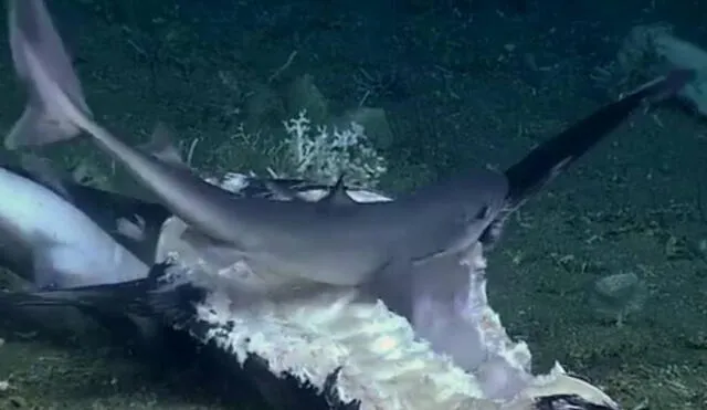 El impactante hecho sucedió en la costa de Carolina del Norte. Foto: Captura/Facebook/NOAA Office of Ocean Exploration and Research