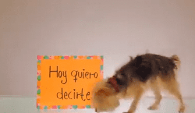 Facebook viral: Perros dedican tierno mensaje para sus mamás por el Día de la Madre [VIDEO] 