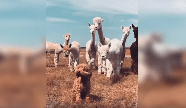 En Facebook, unas alpacas intentaron acercarse a un perro y al conocer su identidad tuvieron una curiosa reacción.