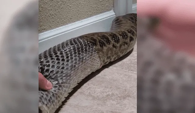 Video viral de Facebook muestra el perturbador momento en que un joven ayuda a retirar la piel de una enorme anaconda