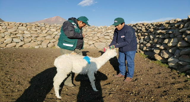 Tacna: Desparasitan a más de 2 mil alpacas en Tarata