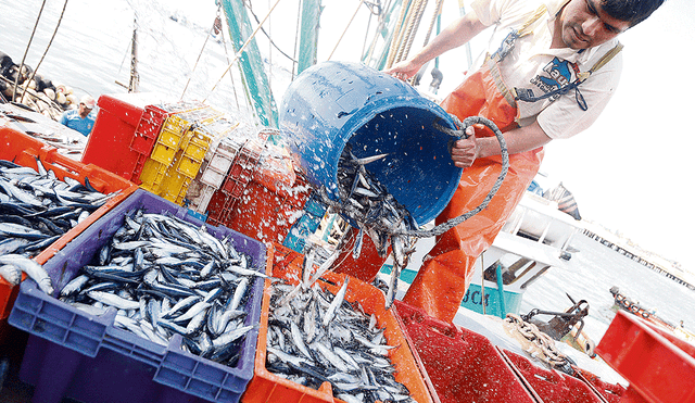 Produce suspende pesca de la anchoveta por diez días 