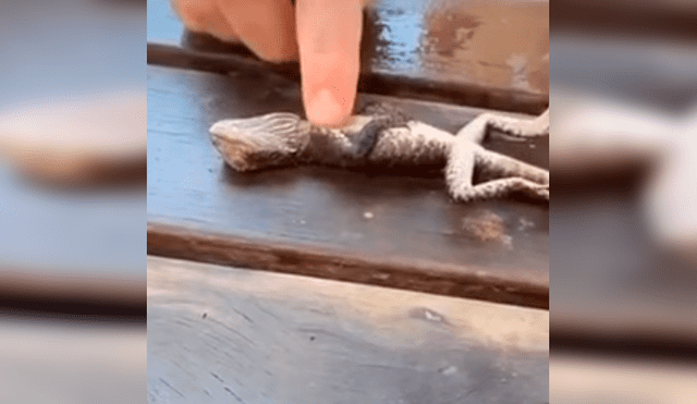Video es viral en YouTube. El lagarto se había ahogado en una piscina y el bombero uso el famoso procedimiento de primeros auxilios para salvarle la vida