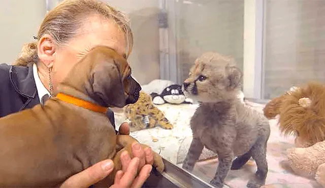 Facebook viral: tierna historia de la amistad entre perro y guepardo emociona a miles de usuarios
