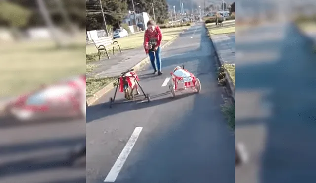 Video es viral en Facebook. Dueña de los canes los sacó de paseo y no dudó en grabar la conmovedora escena para compartirla en redes sociales