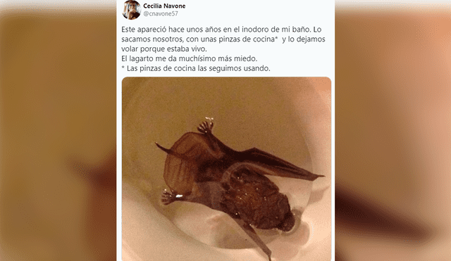 La publicación motivó a otros usuarios a compartir los animales que habían encontrado en sus baños. Foto: @cnavone57/ Twitter