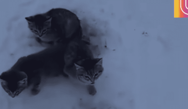 El canadiense Kendall Diwisch rescató a los gatos que fueron abandonados en el hielo.