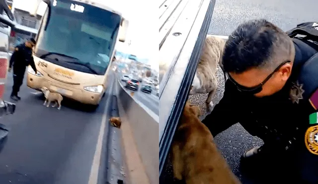 Facebook: Policía encuentra a perros asustados en plena pista, para su auto y decide salvarlos