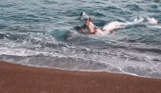 Los pequeños mamíferos lograron escapar de las fauces del delfínido. Foto: Newsflare / YouTube