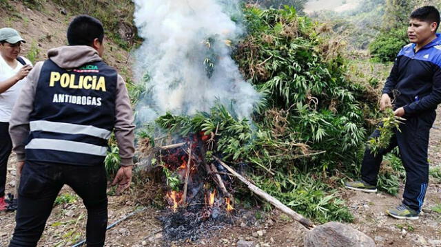 Incineran más de 2 mil 500 plantones de marihuana en la sierra de Áncash