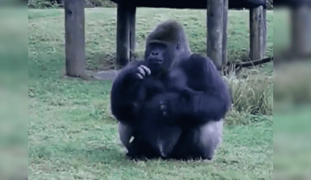 El curioso comportamiento del gorila sorprendió a un grupo de turistas, quienes no dudaron en grabarlo para compartirlo en Facebook y Twitter.