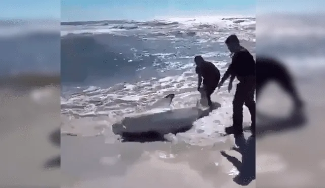 En YouTube, unos valientes hombres no dudaron en brindar ayuda a un peligroso tiburón para que regrese al mar.