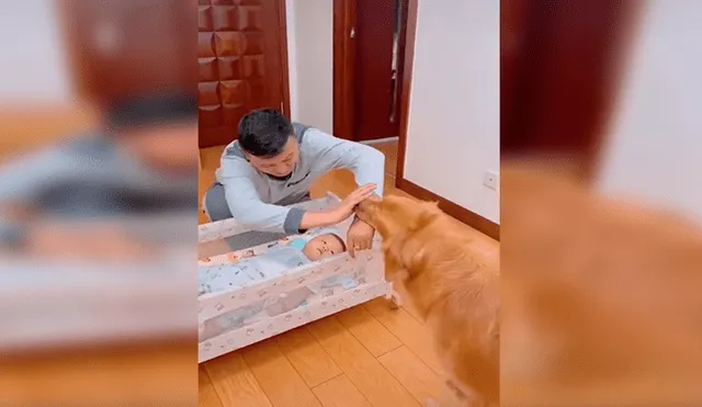 En Facebook, un perro no soportó la llegada de un recién nacido a su hogar y quiso obtener la atención de su dueño.