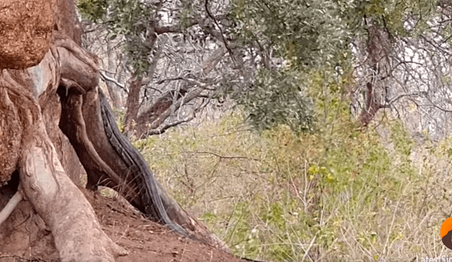 Un turista grabó en un video viral de Facebook el instante en que un pequeño ciervo se salvó de morir en las madíbulas de una poderosa pitón, que lo acechaba desde un árbol.