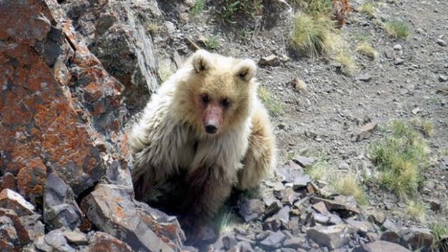 Aparece oso considerado especie en extinción desde el siglo pasado [FOTOS]