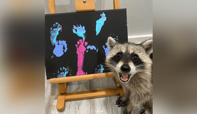 Los mapaches se encargan de hacer pinturas con su patas y venderlas en las redes. Foto: Instagram