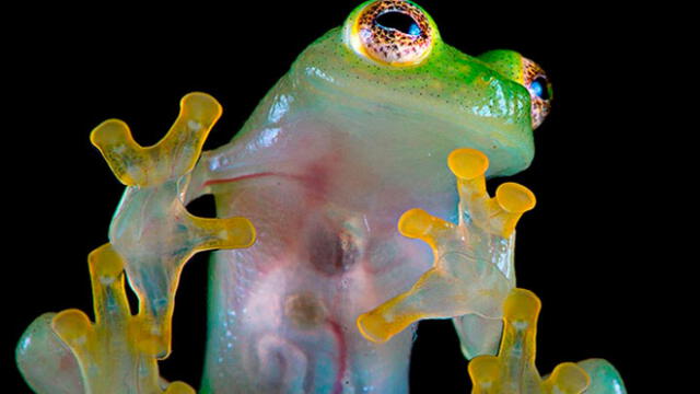 Hallan “rana de cristal” que se creyó extinta desde hace dos décadas [VIDEO]
