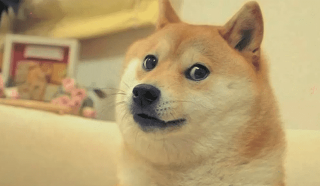 Facebook viral: 'Doge', el perro del meme envejeció y su aspecto puso sentimental a miles [FOTOS]