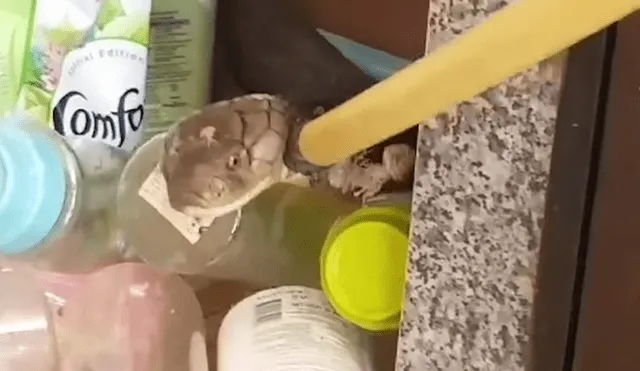 Facebook viral: escucha misteriosos sonidos dentro de cocina, lo revisa y encuentra venenosa serpiente [VIDEO]