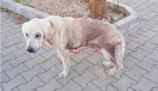 Desliza las imágenes para conocer la emotiva historia de Duncan que fue rescatado tras ser abandonado en la calle. Foto: Caters News/ Referencial