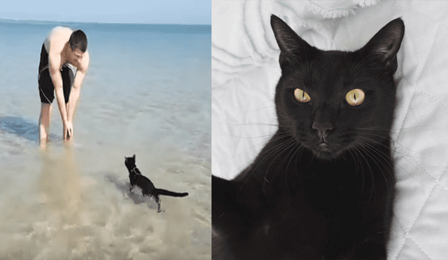 Facebook: ¡Increíble! Así reaccionó un gato cuando su dueño lo metió al mar