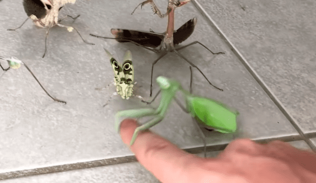 YouTube viral: joven intenta rescatar a mariposa del ataque de feroces mantis y recibe un duro castigo