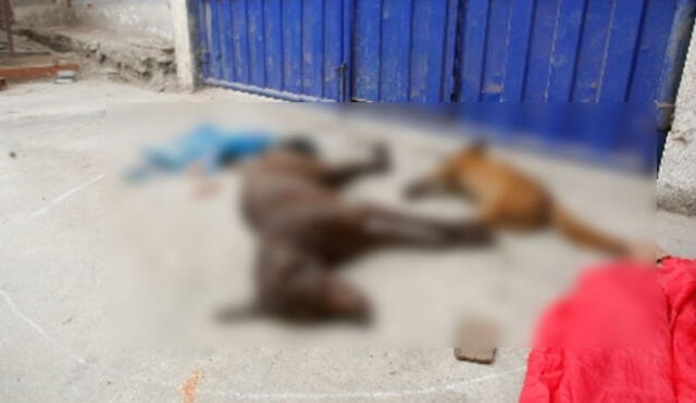 Crean petición para detener matanza de perros en Arequipa