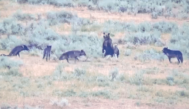 Los oseznos también se pararon sobre sus dos patas tratando de imponerse ante los lobos. Foto: Wolf Tracker / Facebook