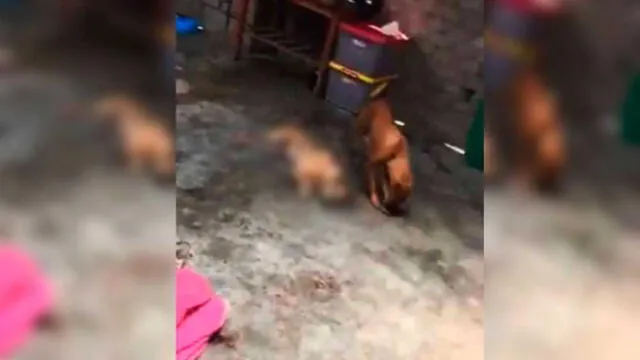 La Libertad: por segunda vez ingresan a albergue y asesinan más perros [VIDEO]