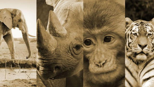 Día Mundial de los Animales: un millón de especies en vías de extinción