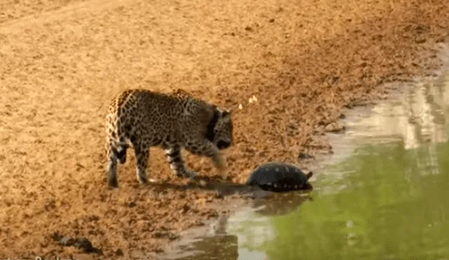 El hambriento felino sorprendió repentinamente a la tortuga y esta no tuvo más escapatoria que usar una peculiar táctica para protegerse del feroz animal