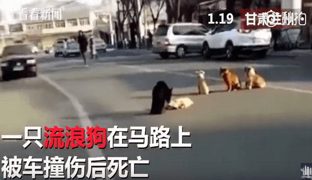 Facebook Viral: Perros no quisieron abandonar a su amigo atropellado [VIDEO]