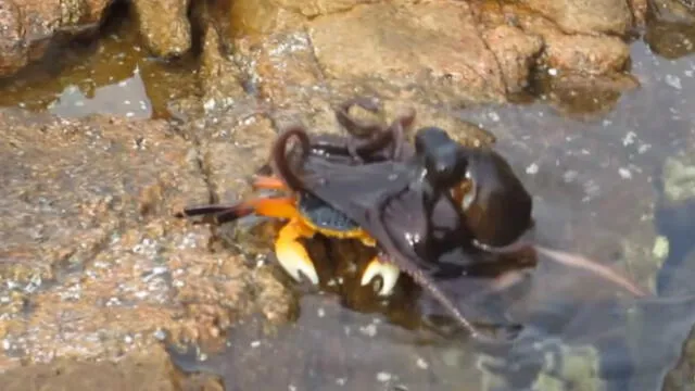 Video en Youtube es viral por pelea entre cangrejo y pulpo con final inesperado