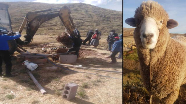 Puno. Población de Asillo exige investigación por muerte de cordero valuado en 40 mil soles. Foto: Sin Fronteras