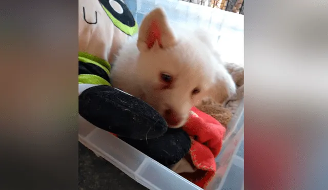 Niño deja a su perro en albergue para que no lo sigan maltratando en su casa [FOTOS]