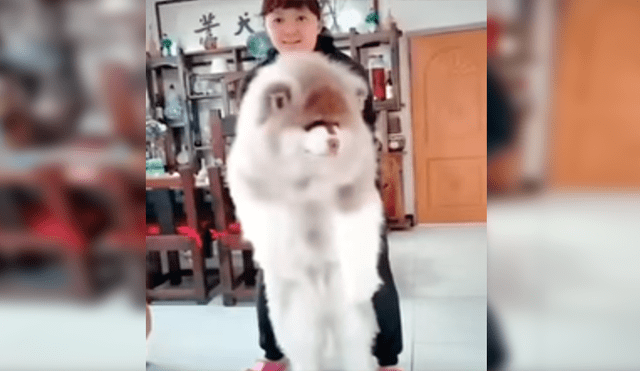 Facebook viral: grabó crecimiento de perro y su increíble tamaño de adulto sorprendió a todos [VIDEO]